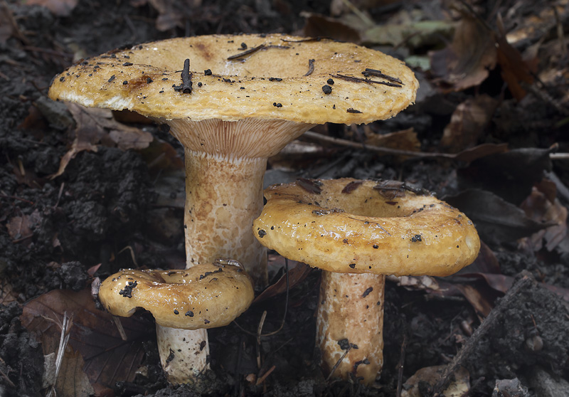 Lactarius scrobiculatus